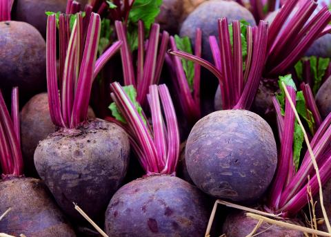 Beets: how to grow a good crop