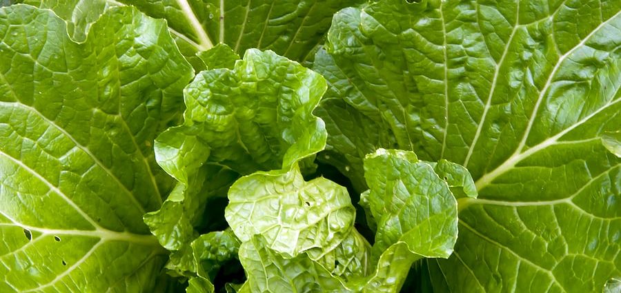 Beijing cabbage: how to grow a good crop