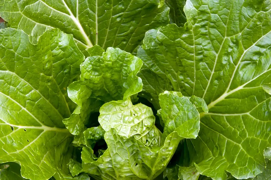 Beijing cabbage: how to grow a good crop