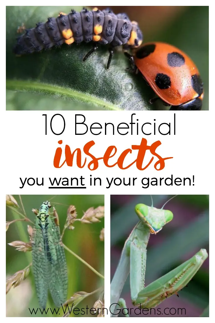 Beneficial insects in the garden