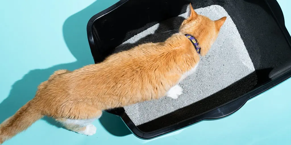 Best cat litter in 2022