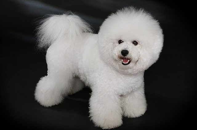 Bichon Frize (French)