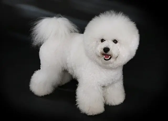 Bichon Frize (French)