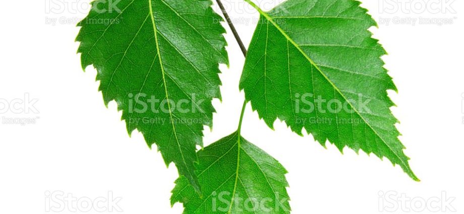 Birch leaves