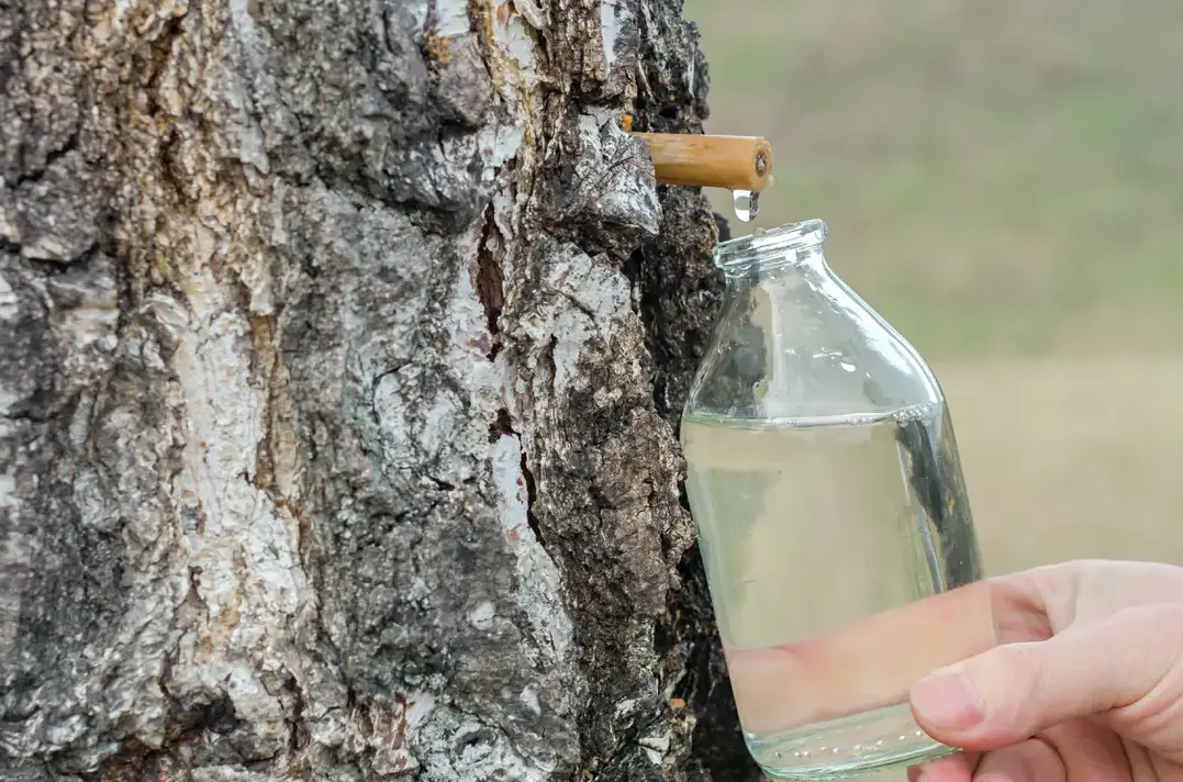 Birch sap: benefits and harms to the body