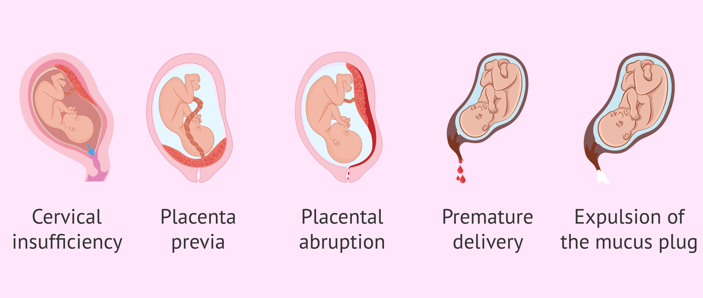 your-guide-to-being-9-weeks-pregnant-enfamil-a-canada