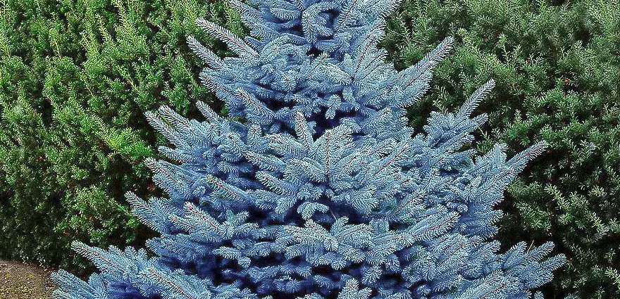 Blue spruce