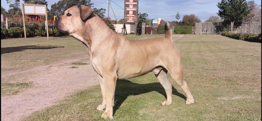 Boerboel