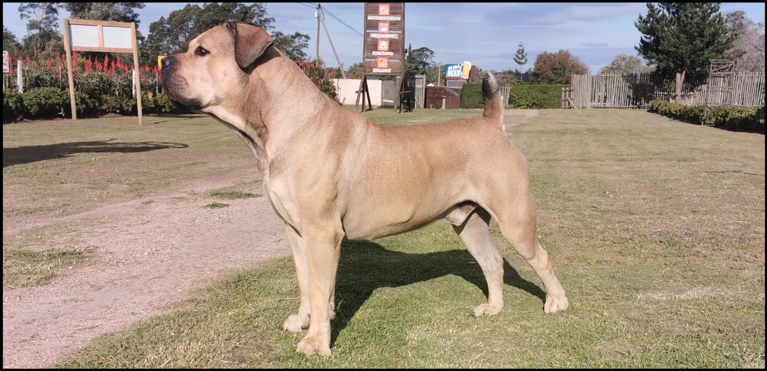 Boerboel