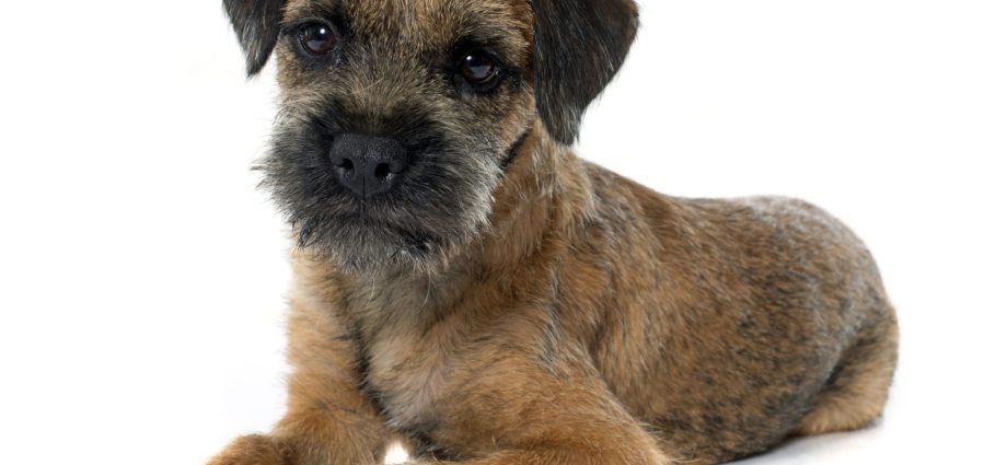 border terrier