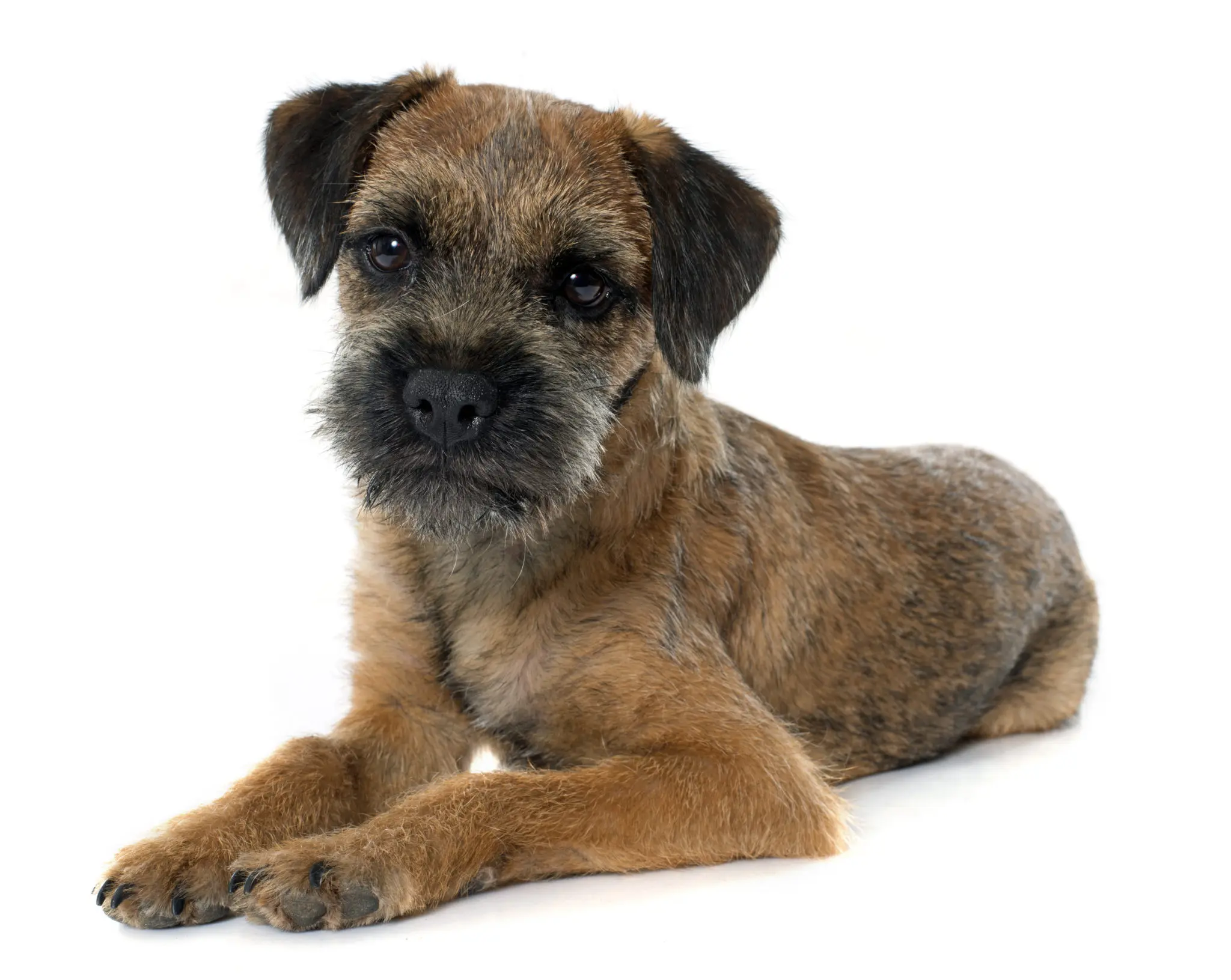 border terrier