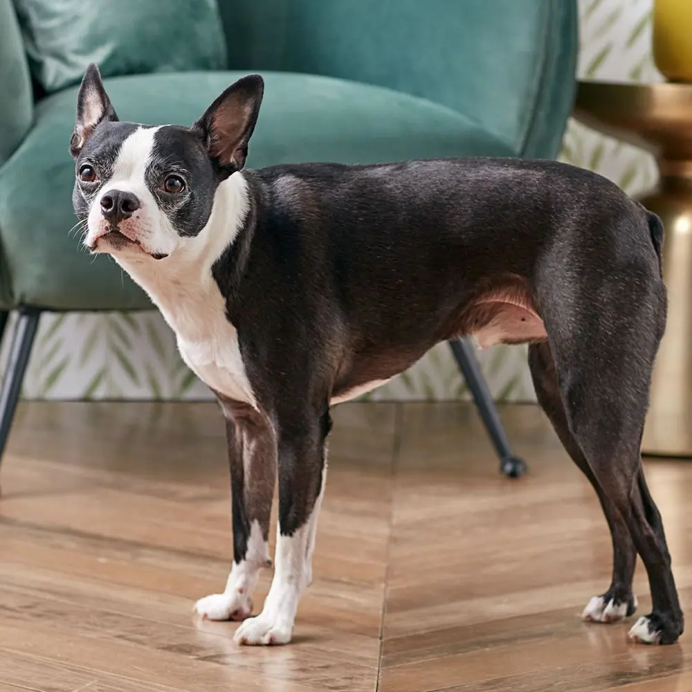 Boston Terrier dog