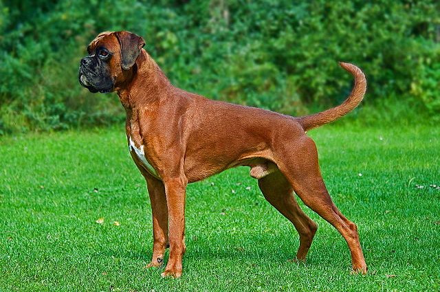 boxer dog