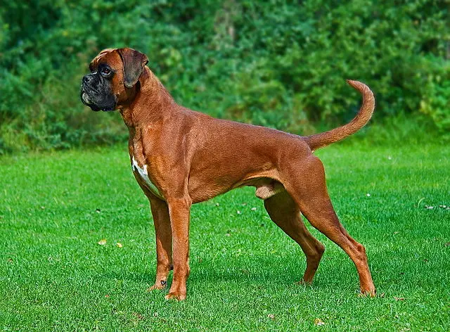 boxer dog