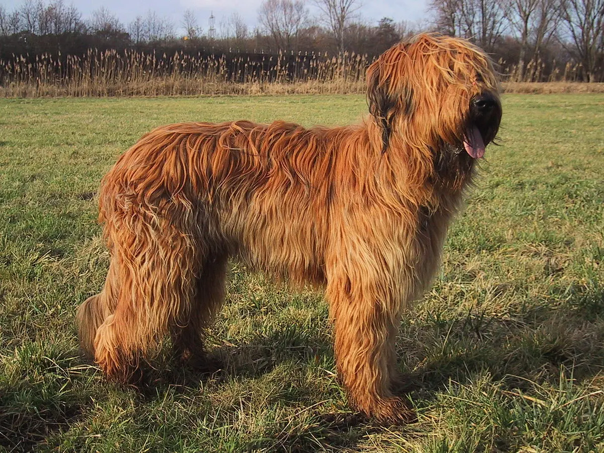 Briard dog