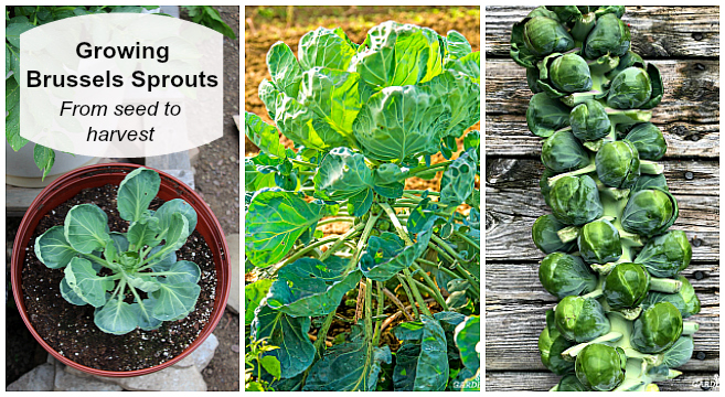 Brussels sprouts: how to grow a good crop