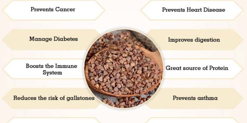 Buckwheat: benefits and harms to the body