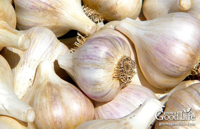 Bulbs of garlic: how to grow a good harvest