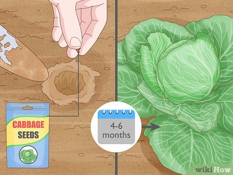 Cabbage harvesting: rules and secrets