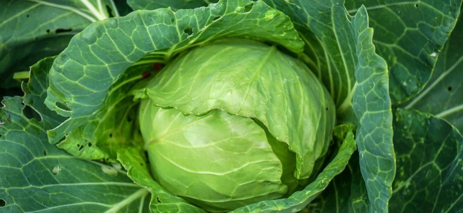 Cabbage: how to grow a good crop