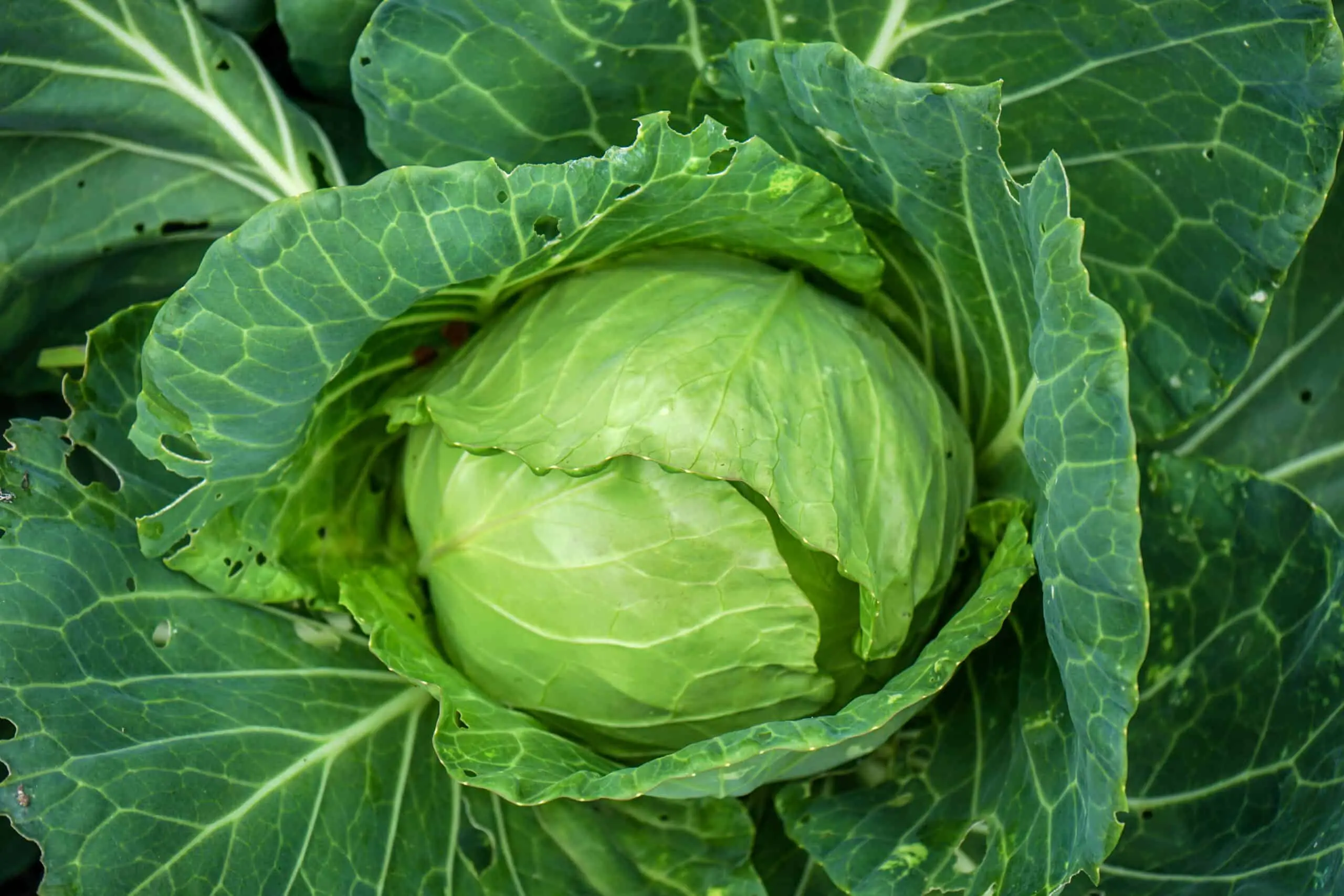 Cabbage: how to grow a good crop