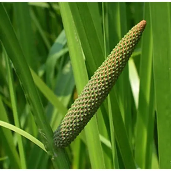 Calamus root