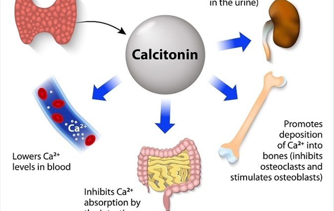 calcium in the human body