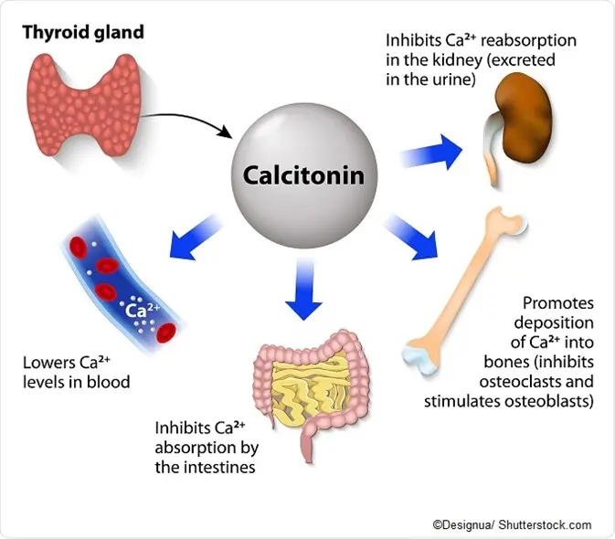 calcium in the human body