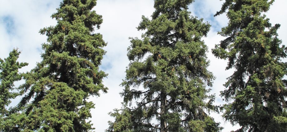 Kanada spruce