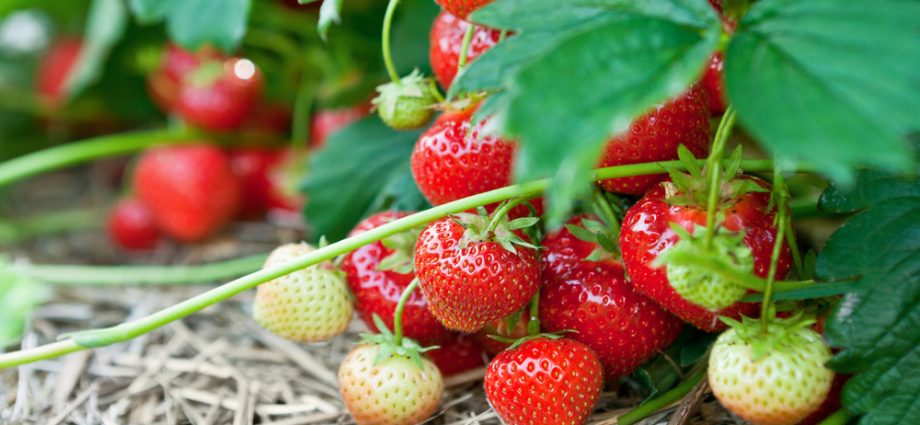 Care for strawberries after fruiting