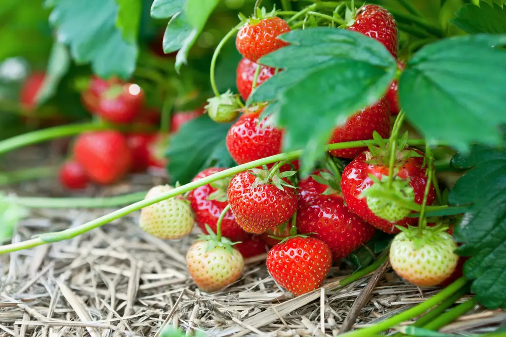 Care for strawberries after fruiting