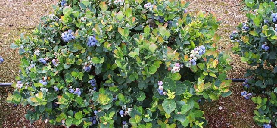 Caring for berry bushes in spring