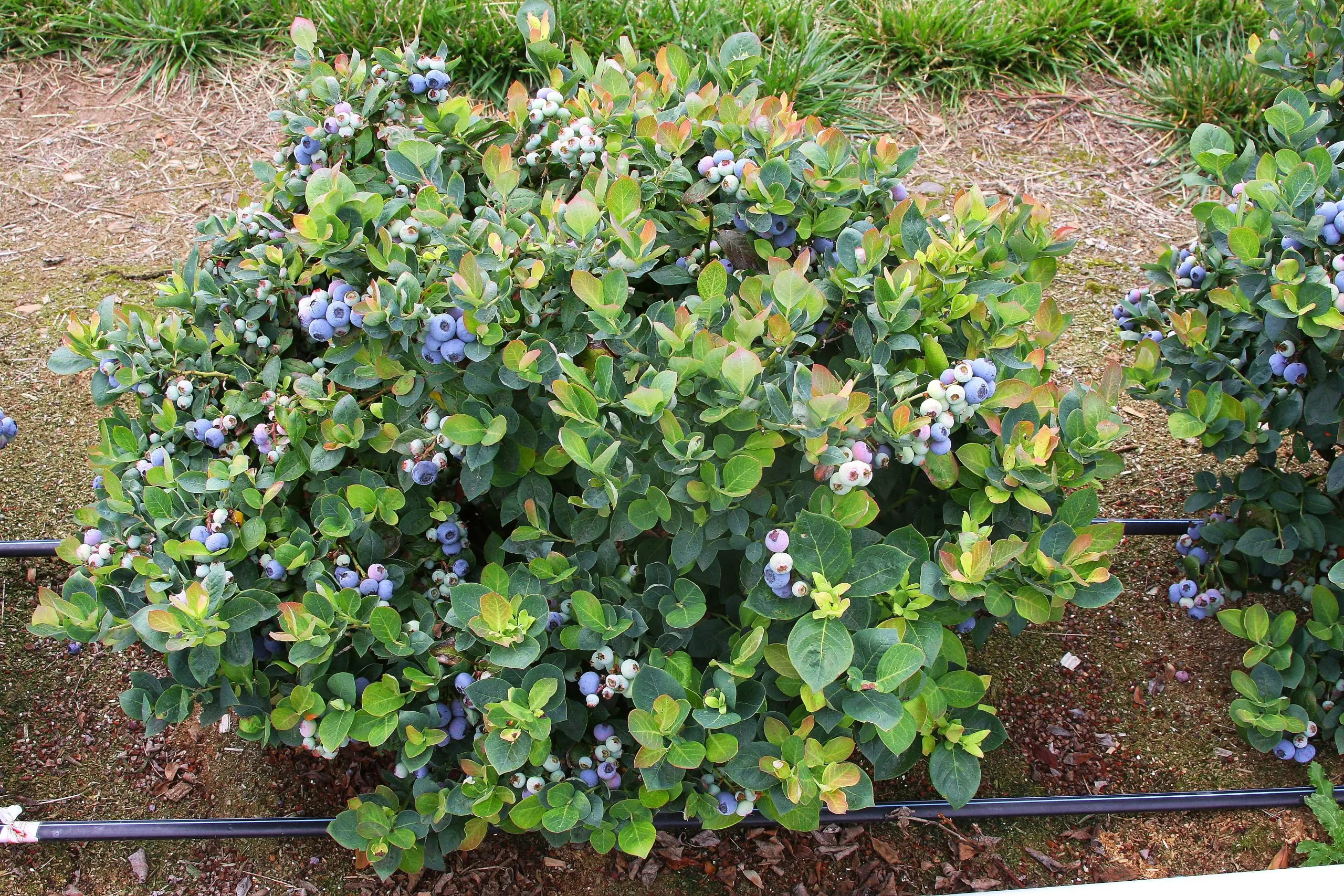Caring for berry bushes in spring