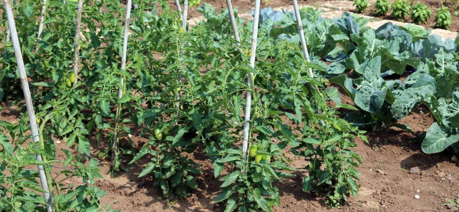 Caring for tomatoes outdoors