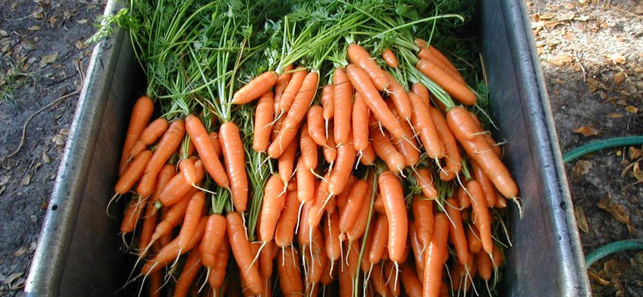 Carrot storage