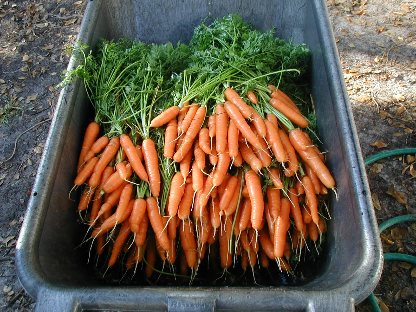 Carrot storage