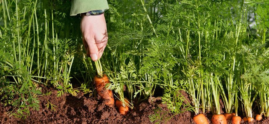 Carrots: how to grow a good crop