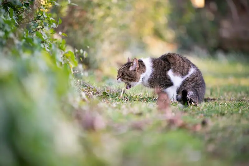 Cat vomiting