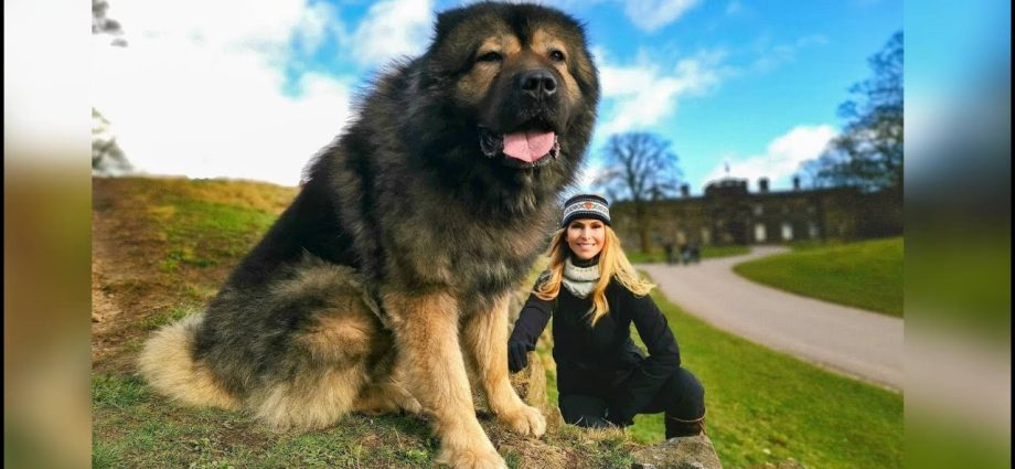 caucasian shepherd dog