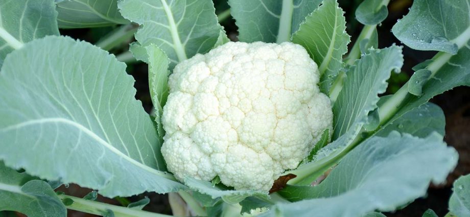 Cauliflower: how to grow a good crop