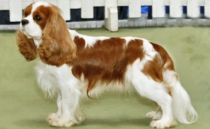 cavalier king charles spaniel dog