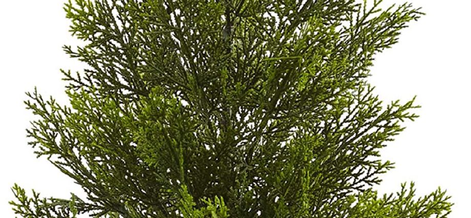 Cedar pinus