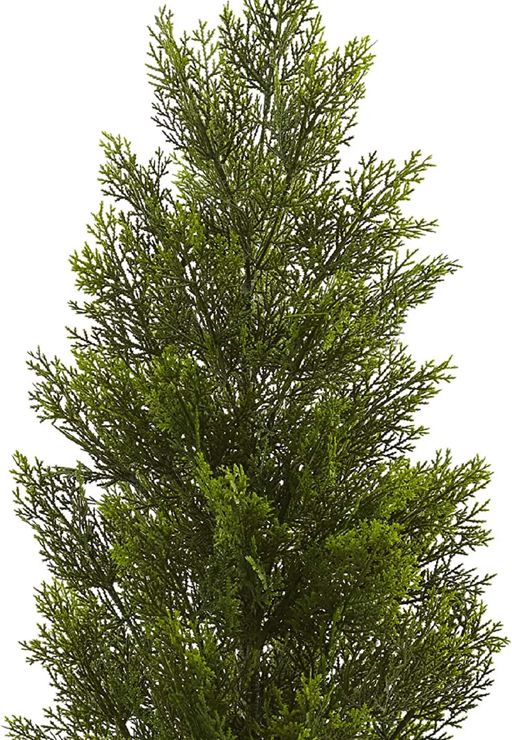Cedar pine