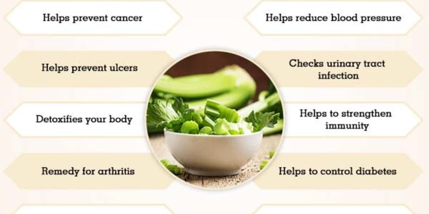 Celery: benefits and harms to the body