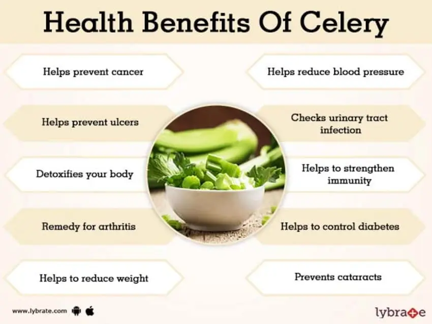 Celery: benefits and harms to the body