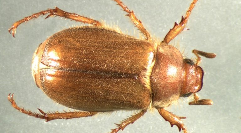 Chafer