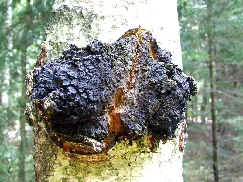 Chaga (birch mushroom)