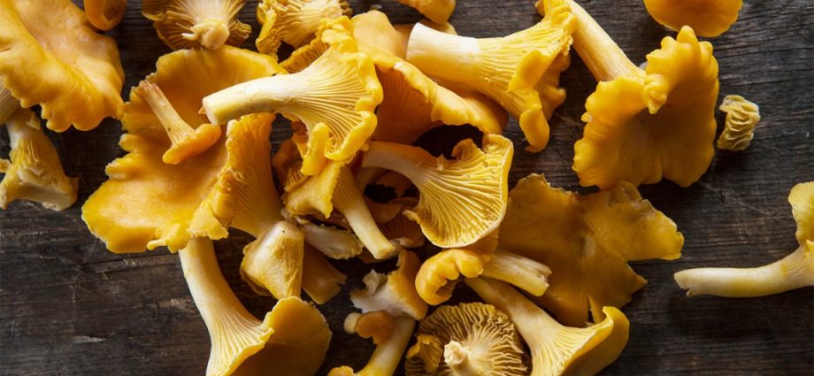 Chanterelles: benefits and harms to the body