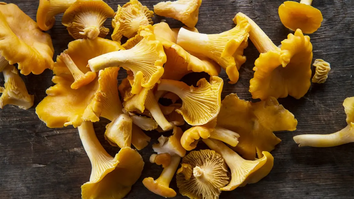 Chanterelles: benefits and harms to the body