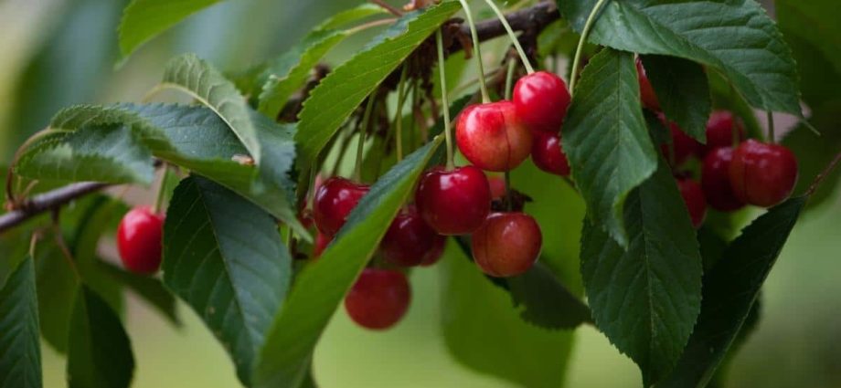 Cherry: how to grow a good harvest